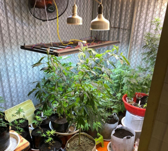 img-bgt-2021-50-cay-can-sa-2-1618388265-width956height865