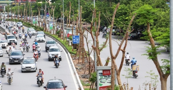 Đừng ứng xử “ngẫu hứng” với cây xanh đô thị