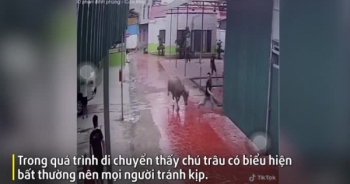 Video: Kinh hoàng cảnh "trâu điên" đuổi húc khiến nhiều người bỏ chạy tán loạn