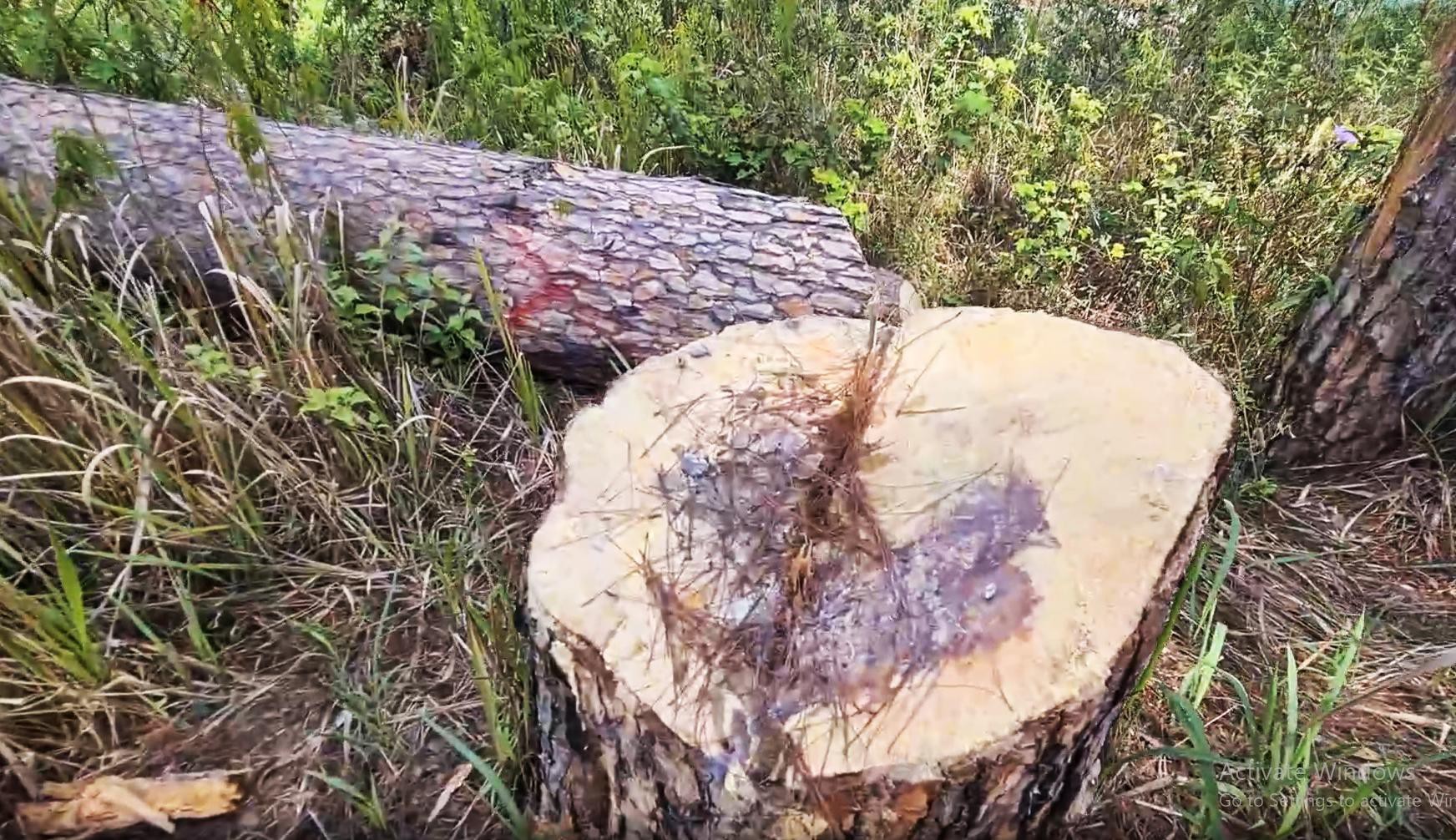 Thông cổ thụ bị triệt hạ trên 'đất vàng' của con trai cựu lãnh đạo tỉnh