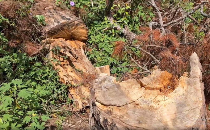 taynguyen-kimanh-5-3112.