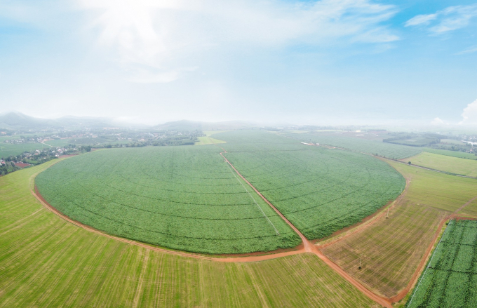 D Canh dong ngo  (2)-RS