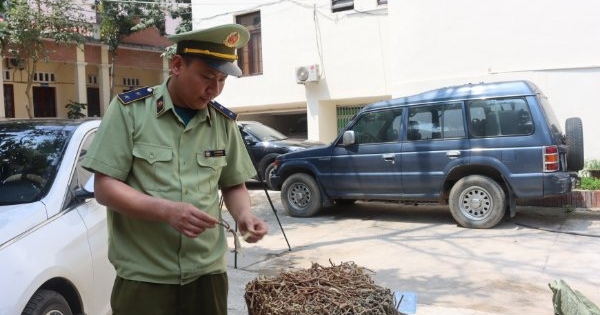 Sử dụng biển số giả vận chuyển 700kg cam thảo nhập lậu