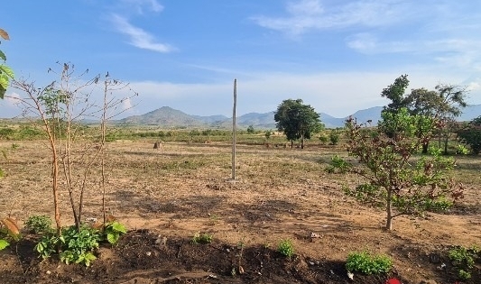 Giao 438 ha rừng làm kinh tế, doanh nghiệp 