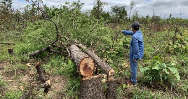 Đắk Lắk:  Khám nghiệm hiện trường, vụ phá rừng quy mô lớn tại huyện Ea Súp