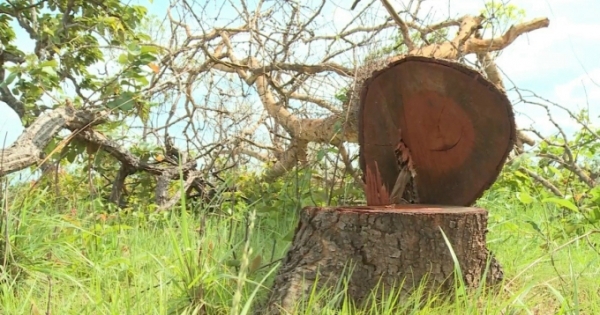 Làm rõ trách nhiệm vụ phá 382ha rừng tại huyện Ea Súp