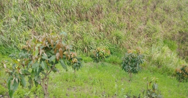 Sơn La: Phát hiện thi thể nam học sinh tại nương mía với nhiều vết đâm trên lưng