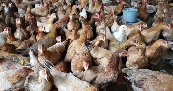 Bắc Giang tăng cường phòng chống dịch bệnh gia súc, gia cầm