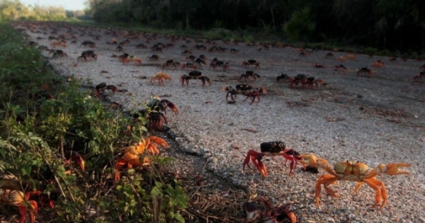 Cuộc "hành hương" kỳ lạ của động vật giáp xác đỏ