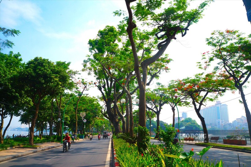 Đường Thanh Niên đẹp đến nao lòng mỗi dịp hè về hoa phượng nở.