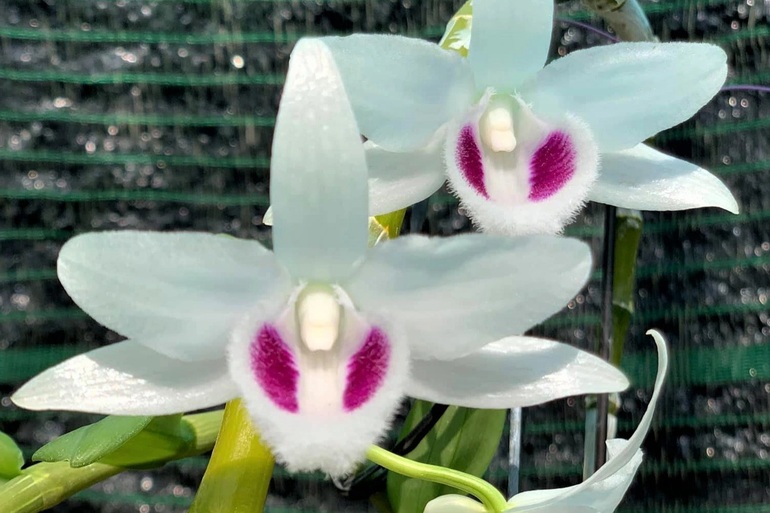 Hoa lan đột biến gây