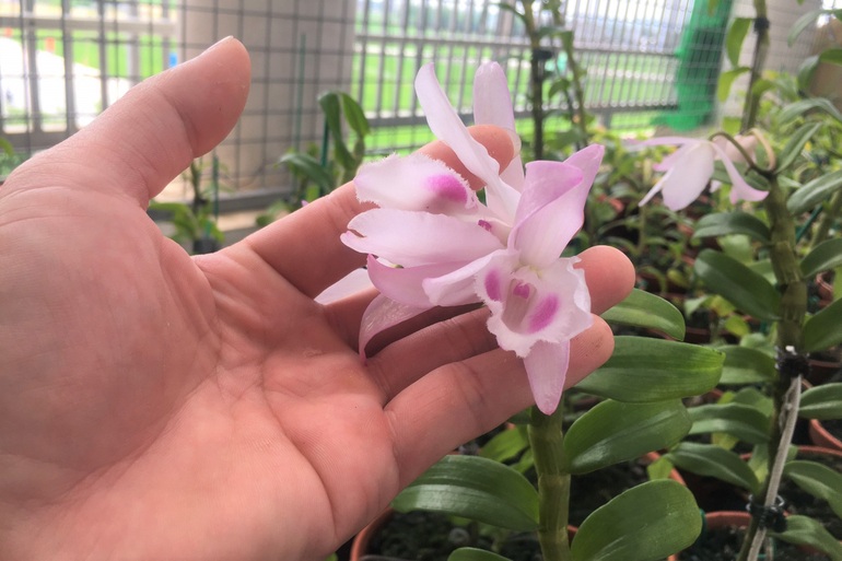 Thời hoàng kim, lan đột biến bán với giá tính hàng trăm triệu đồng/ một centimet.