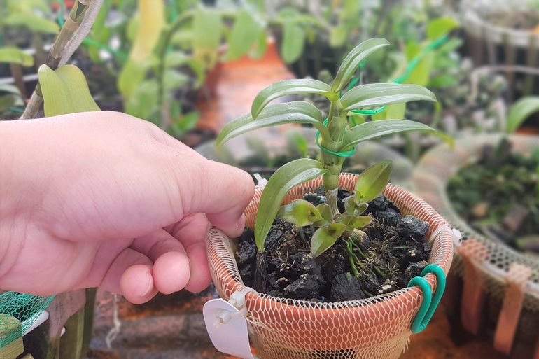 Cây lan này cách đây một năm mỗi centimet có giá hơn 100 triệu đồng, giờ rẻ hơn rau muống.