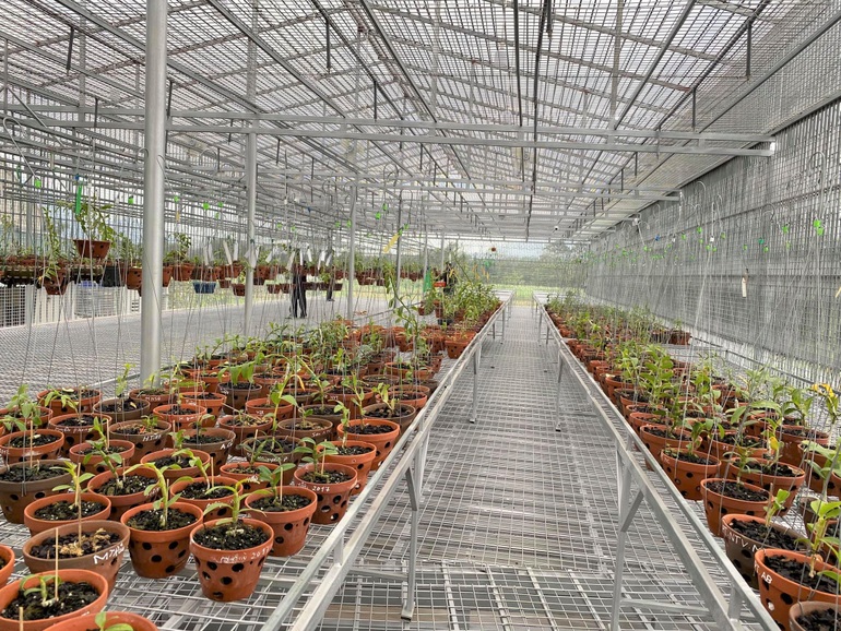 Nhiều người đầu tư hàng trăm triệu đồng làm nhà trồng và bảo vệ lan quý giờ tháo ra bán sắt vụn.