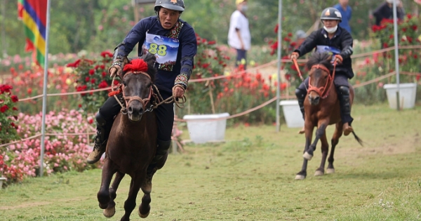 Những chiến mã Tây Bắc tung vó giữa ngợp ngời hoa hồng tại mùa giải “Vó ngựa trên mây”