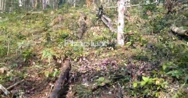 Huyện Văn Chấn yêu cầu điều tra, làm rõ việc phá rừng, xâm lấn rừng phòng hộ