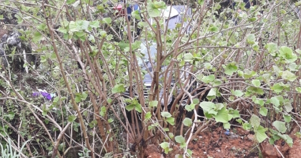 Người đàn ông mất tích vì bị ôtô lùi tông trúng khi chụp ảnh trên đèo Mã Pì Lèng