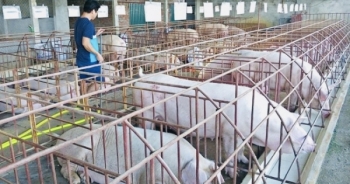 Kiểm tra 10.000 cơ sở chăn nuôi tại Đồng Nai