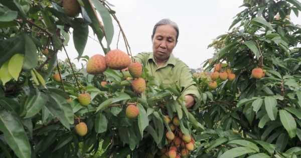 Xúc tiến tiêu thụ vải thiều chín sớm Tân Yên