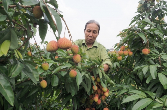 Xúc tiến tiêu thụ vải thiều chín sớm Tân Yên