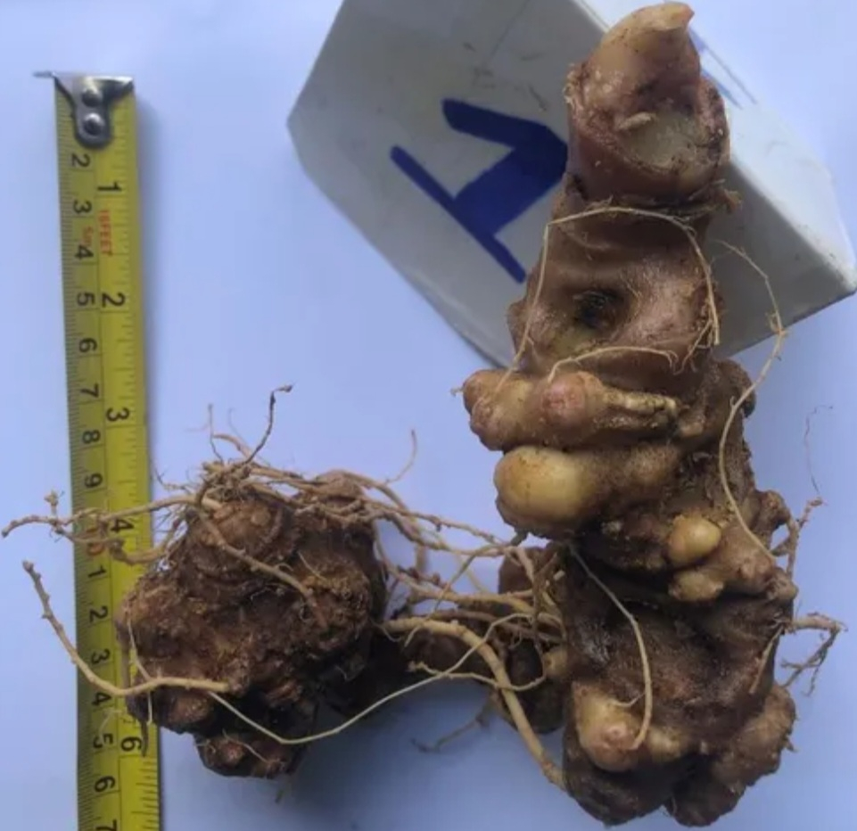 Screenshot_20230420-060407_Chrome