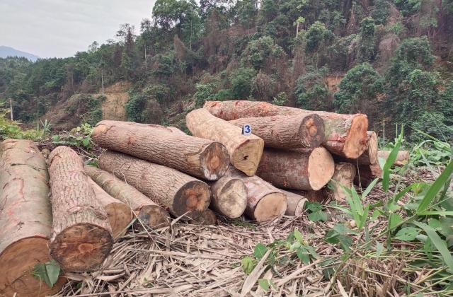 Chủ tịch tỉnh Bắc Kạn chỉ đạo xử l&yacute; nghi&ecirc;m vụ ph&aacute; rừng tại huyện Chợ Đồn
