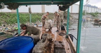 Quảng Ninh: Tổ chức thu gom phao xốp trôi nổi trên vịnh Bái Tử Long