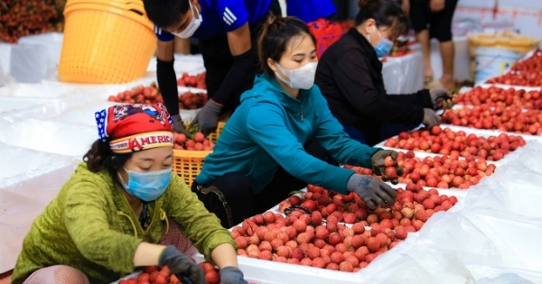 Bàn phương án vận chuyển vải thiều bằng đường sắt đi Trung Quốc
