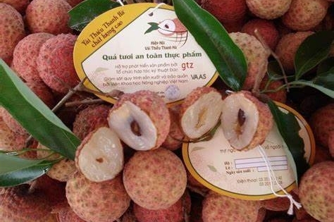 Hải Dương: Đẩy mạnh xúc tiến thương mại tiêu thụ sản phẩm vải thiều