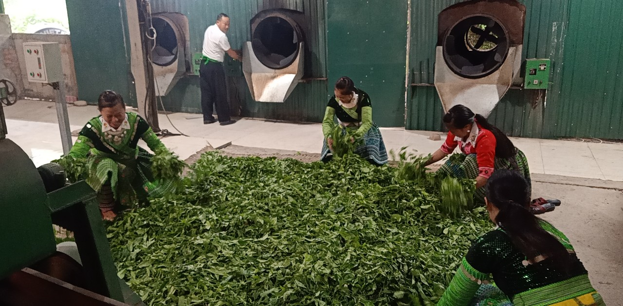 Bà con người Mông xã Phình Hồ tự hào về các sản phẩm làm ra từ cây chè cổ thụ của mình