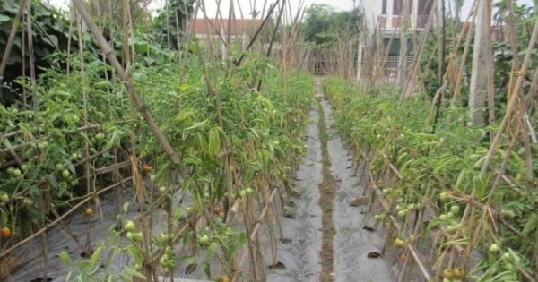 Phú Thọ phát triển thương hiệu rau an toàn theo tiêu chuẩn Vietgap