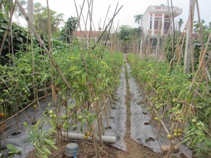 Giống c&agrave; chua tr&aacute;i vụ được người d&acirc;n x&atilde; T&acirc;n Đức, TP Việt Tr&igrave; trồng theo m&ocirc; h&igrave;nh rau an to&agrave;n. (ảnh: Thu Hường)