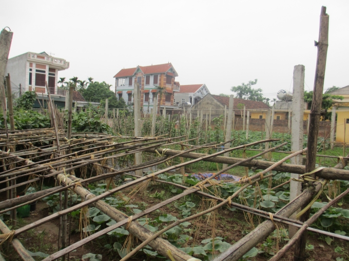 Tuy nhi&ecirc;n, họ mong muốn c&aacute;c cấp ch&iacute;nh quyền sẽ c&oacute; những ch&iacute;nh s&aacute;ch gi&uacute;p người d&acirc;n c&oacute; được đầu ra cho sản phẩm v&agrave; ph&aacute;t triển thương hi&ecirc;u của m&igrave;nh. (Thu Hường)