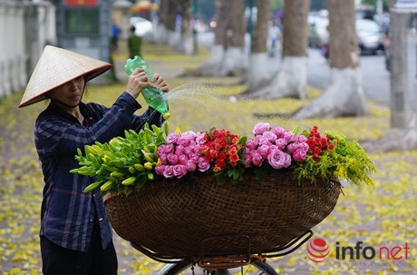 Chỉ cần sau mỗi cơn mưa r&agrave;o đầu h&egrave;, đường phố H&agrave; Nội lại như được kho&aacute;c l&ecirc;n m&igrave;nh một bộ &aacute;o mới m&agrave;u v&agrave;ng rực.