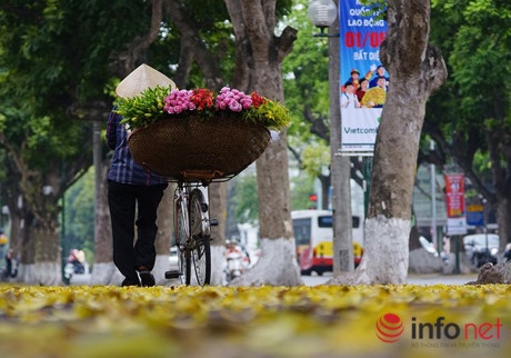 Những c&acirc;y thay l&aacute; m&agrave;u n&agrave;y chủ yếu l&agrave; Sấu, từng h&agrave;ng c&acirc;y Sấu xếp thẳng h&agrave;ng tr&ecirc;n c&aacute;c vỉa h&egrave; v&ocirc; t&igrave;nh tr&uacute;t l&aacute; tr&ecirc;n những vỉa h&egrave; thẳng tắp của Thủ đ&ocirc;.