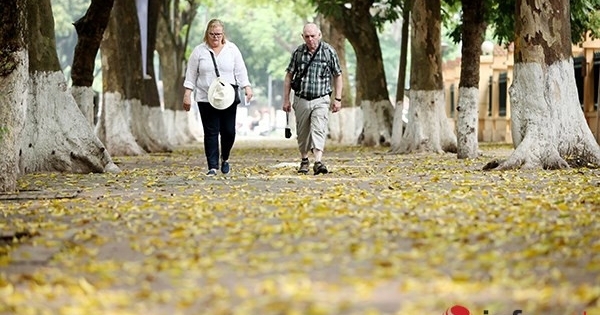 Hà Nội đẹp nao lòng mùa lá rụng