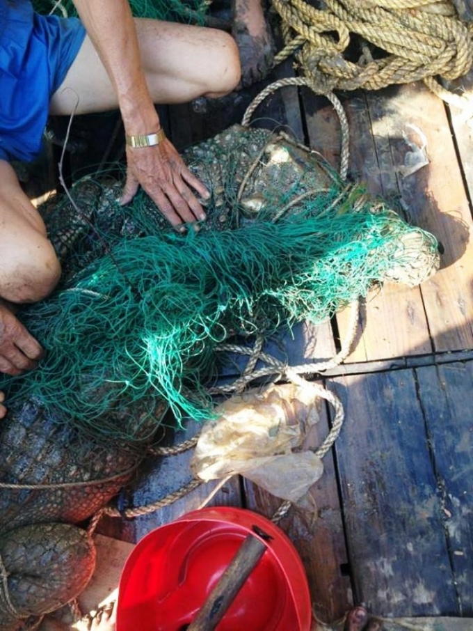 Cận cảnh con c&aacute; sấu