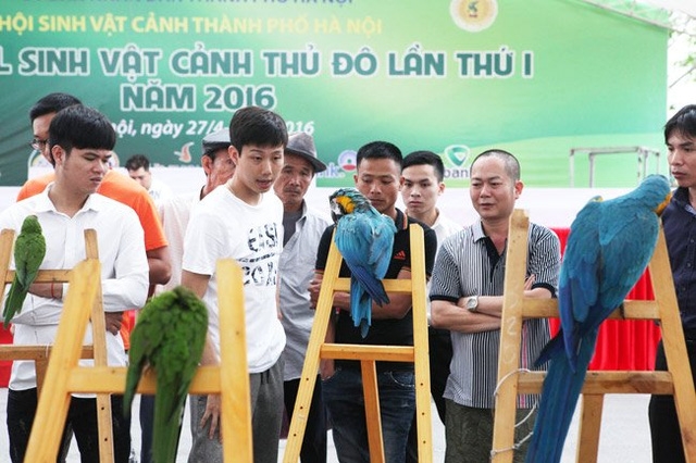 H&agrave;ng chục ch&uacute; vẹt c&oacute; gi&aacute; trị tại Festival sinh vật cảnh (Long Bi&ecirc;n, H&agrave; Nội).