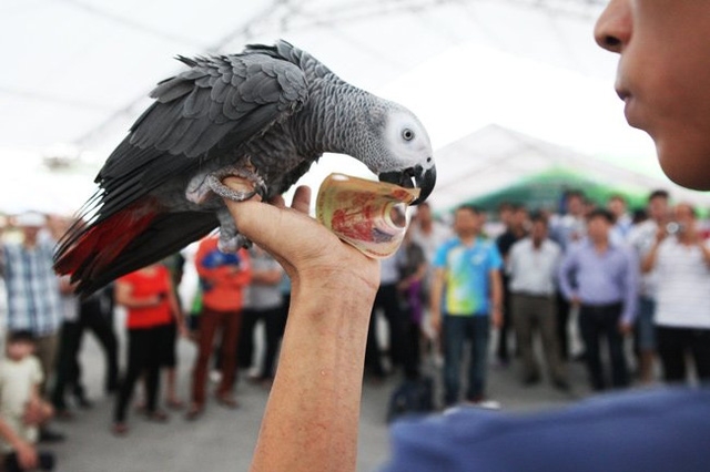 ...v&agrave; ch&uacute;ng d&ugrave;ng mỏ mang tiền về cho chủ nh&acirc;n.