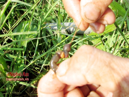 Đặc t&iacute;nh của lươn l&agrave; t&igrave;m mồi bằng khứu gi&aacute;c v&agrave; th&iacute;ch ăn những loại mồi c&oacute; m&ugrave;i tanh. V&igrave; vậy người d&acirc;n chỉ cần bắt gium đất m&oacute;c v&agrave;o lưỡi để nhử lươn cắn c&acirc;u.