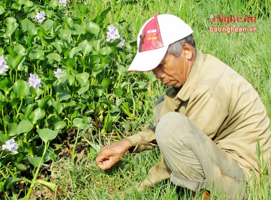 &Ocirc;ng Nguyễn Viết Tuệ ở l&agrave;ng Kẻ G&aacute;m, l&agrave; người từng c&oacute; 50 năm kiếm sống bằng nghề c&acirc;u lươn. &Ocirc;ng chia sẻ kinh nghiệm: lươn thường đ&agrave;o hang ( hay c&ograve;n gọi l&agrave; &ldquo;m&agrave;&rdquo;) để sinh sống ở những nơi nhiều đất b&ugrave;n, nguồn nước kh&ocirc;ng chảy, c&oacute; nhiều c&acirc;y cối hoặc những bờ cỏ ở ch&acirc;n ruộng thấp. Để ph&aacute;t hiện ra &ldquo;m&agrave;&rdquo; lươn cũng kh&ocirc;ng kh&oacute; lắm, chỉ cần vạch nhẹ lớp cỏ ph&iacute;a tr&ecirc;n l&agrave; c&oacute; thể nh&igrave;n thấy. Nhưng &ldquo;m&agrave;&rdquo; lươn thường c&oacute; một đặc điểm ri&ecirc;ng đ&oacute; l&agrave; miệng tr&ograve;n v&agrave; mịn; miệng lớn th&igrave; chắc chắn sẽ c&oacute; lươn to, nếu thấy nước sủi bọt li ti th&igrave; đ&oacute; l&agrave; &ldquo; m&agrave;&rdquo; lươn đẻ. V&igrave; thế người đi c&acirc;u thường t&igrave;m những miệng &ldquo; m&agrave;&rdquo; lớn để thả c&acirc;u.