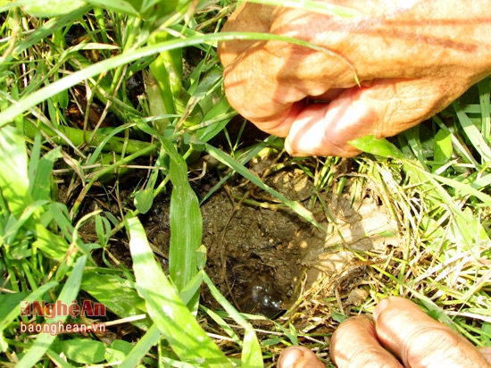 Một đặc điểm nữa l&agrave; lươn đồng thường đ&agrave;o hang s&acirc;u dưới đất, một đầu th&ocirc;ng ra với mặt ruộng b&ugrave;n để đi kiếm mồi v&agrave;o ban đ&ecirc;m; một đầu nổi tr&ecirc;n bờ ruộng lấy kh&ocirc;ng kh&iacute; để thở. Ban ng&agrave;y lươn ẩn n&aacute;u trong hang, v&igrave; thế chỉ cần nhắp nhẹ c&acirc;u ở miệng hang để nhử lươn ăn mồi.