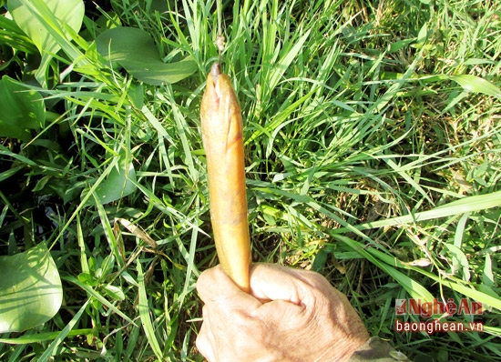 Chỉ kh&ocirc;ng đầy 10 ph&uacute;t, &ocirc;ng Tuệ đ&atilde; c&acirc;u được 2 con lươn to, mỗi con c&oacute; trọng lượng 0,2 kg. B&igrave;nh thường ng&agrave;y &ocirc;ng cũng c&acirc;u được &nbsp;khoảng 2kg loại lươn n&agrave;y, c&oacute; h&ocirc;m c&ograve;n c&acirc;u được ch&uacute; lươn đồng nặng cả k&iacute;.