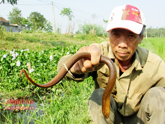 Lươn c&acirc;u được thường l&agrave; những con lươn to.