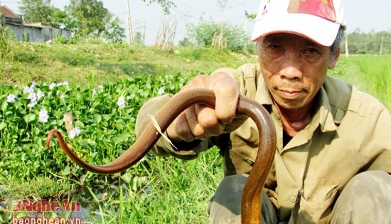 Độc đáo nghề câu lươn ở Nghệ An