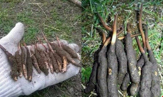 Sự thật về 'Đ&ocirc;ng tr&ugrave;ng Hạ thảo' - Một vụ đại lừa đảo xuy&ecirc;n thế kỷ?