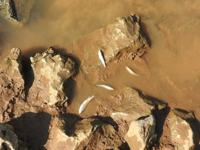 Theo ghi nhận từ c&aacute;n bộ x&atilde; Thạch L&acirc;m, dọc hai b&ecirc;n bờ s&ocirc;ng Bưởi, c&aacute; chết h&agrave;ng loạt bởi m&ugrave;i nước h&ocirc;i thối, nổi bọt đen. (Ảnh: Minh Chuy&ecirc;n)