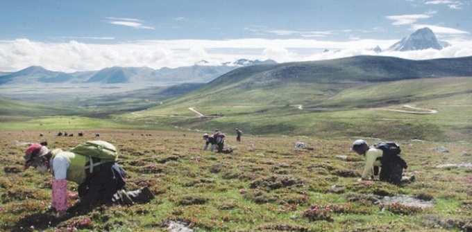 Người d&acirc;n Trung Quốc t&igrave;m đ&ocirc;ng tr&ugrave;ng hạ thảo ở cao nguy&ecirc;n Thanh Tạng (Ảnh: cnfood.cn).