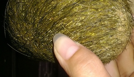 Sự thật "trư cát" phát hiện trong dạ dày lợn nái có giá tiền tỷ