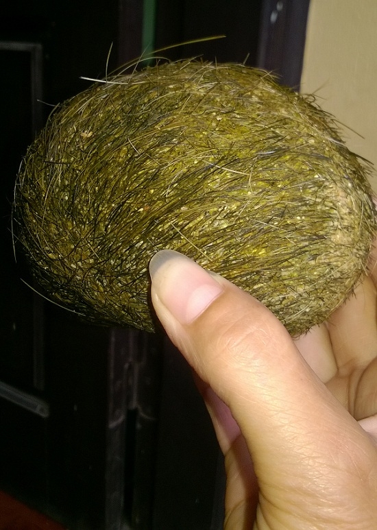 Vật lạ ph&aacute;t hiện trong dạ d&agrave;y heo nghi l&agrave;